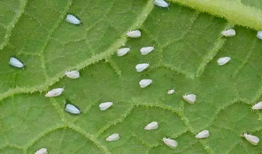 白粉虱最怕什么？
