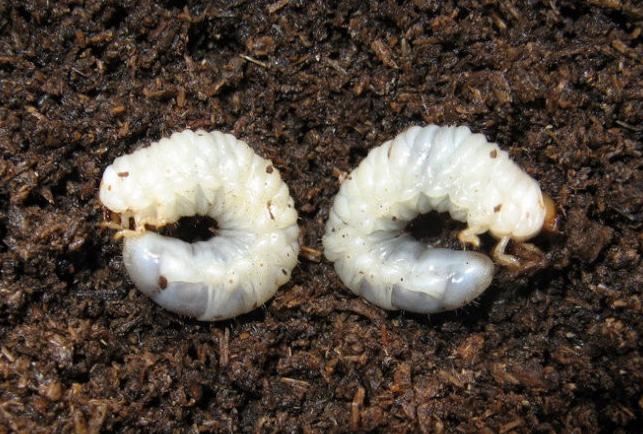 蠐螬最怕什么？