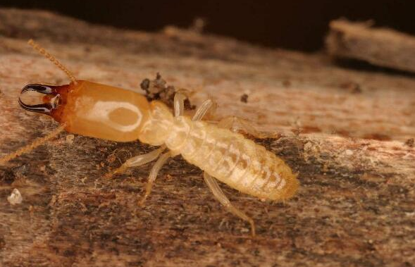 為什么南方的白蟻較多？