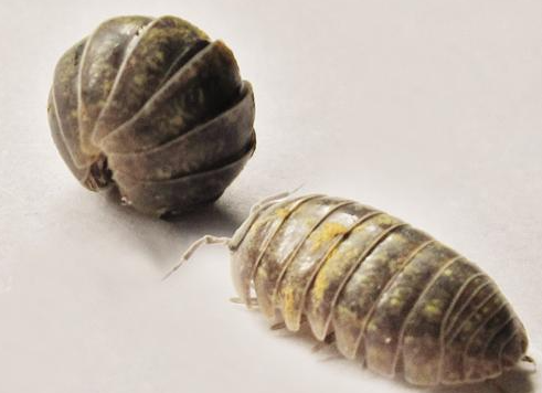 最有效的治潮蟲的辦法有哪些？如何預防？