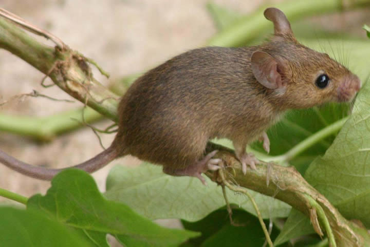 什么是黃胸鼠??